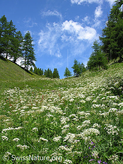 Foto: Blühende Bergwiese in kleinem Tal und lichtem Lärchenwald an der Gratkante. Am blauen Himmel sind wenige weisse Wolken zu sehen.
