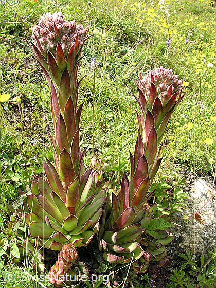 Foto: Echte Hauswurz. Habitus.
Lat.: Sempervivum tectorum
Familie: Crassulaceae (Dickblattgewächse)
Gattung: Sempervivum (Hauswurzen)