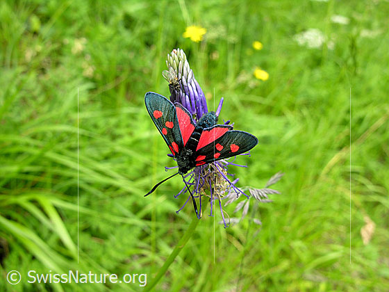 Grosses Fünffleck-Widderchen (Zygaena lonicerae)