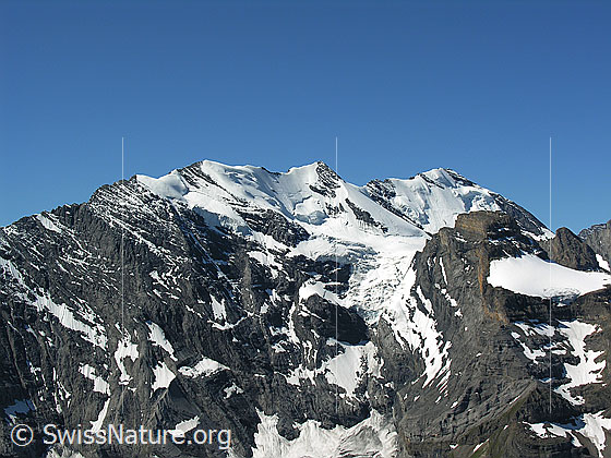 Foto: Blick vom Hundshorn zur Blüemlisalp mit Morgenhorn, Wyssi Frau, Blüemlisalphorn. Davor die Wildi Frau. 
Gletscher: Morgenhorngletscher.