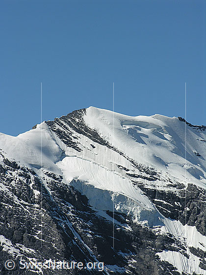 Foto: Blick vom Hundshorn zum Morgenhorn (Blüemlisalp).
Gletscher: Morgenhorngletscher (NE)