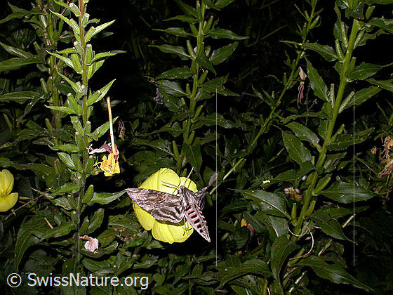 Windenschwärmer (Agrius convolvuli) an Zweijährige Nachtkerze (Oenothera biennis)