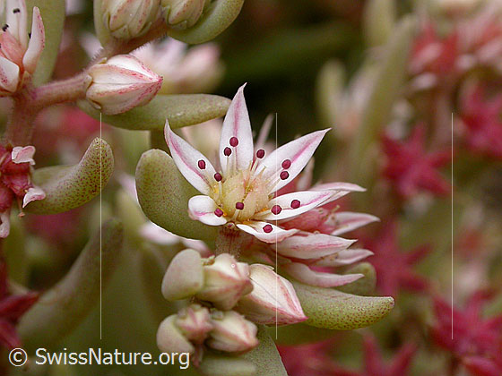 Foto: Spanischer Mauerpfeffer (Sedum hispanicum)