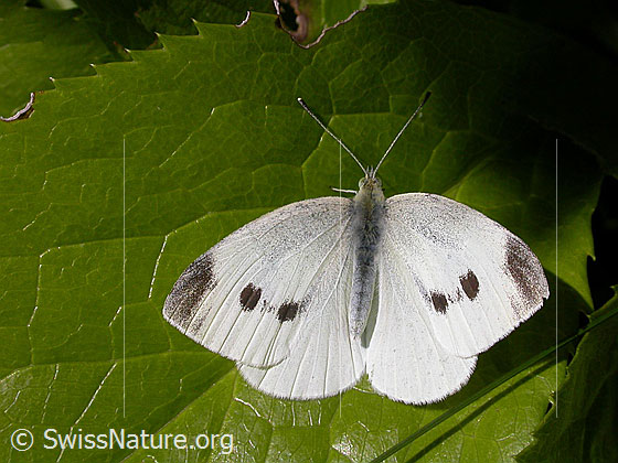 Photo: Pieris rapae sitting on a leaf. Wings open. Female.