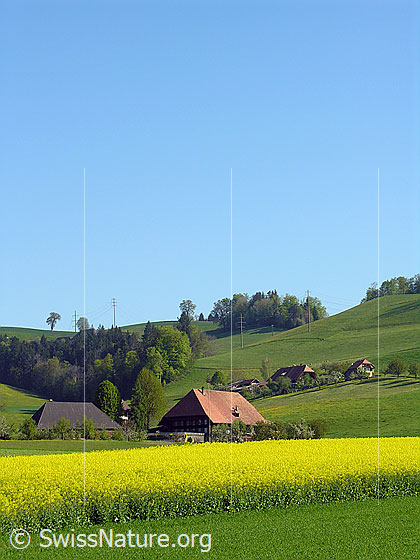 Foto: Bauernhöfe in Hügellandschaft und ein blühendes Rapsfeld im Vordergrund.