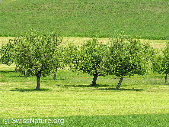 Foto: Baumgarten mit Apfelbäumen auf teilweise gemähter Grasfläche.