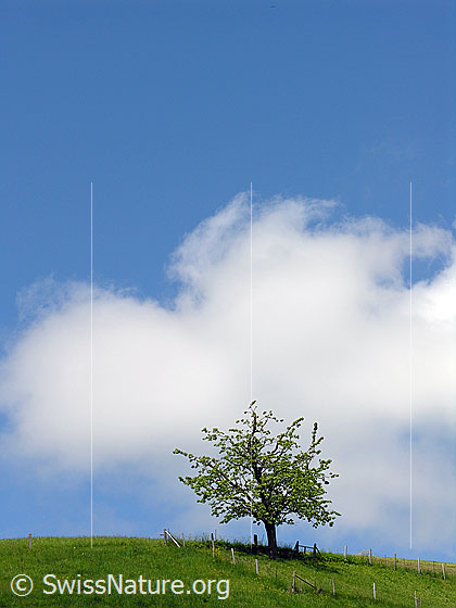 Foto: Kirschbaum und Weidezaun auf einem Hügel. Am blauen Himmel ist eine Quellwolke zu sehen.