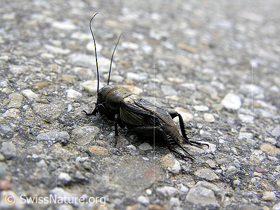 Foto: Feldgrille
Familie: Gryllidae (Echte Grillen)
Gattung: Gryllus