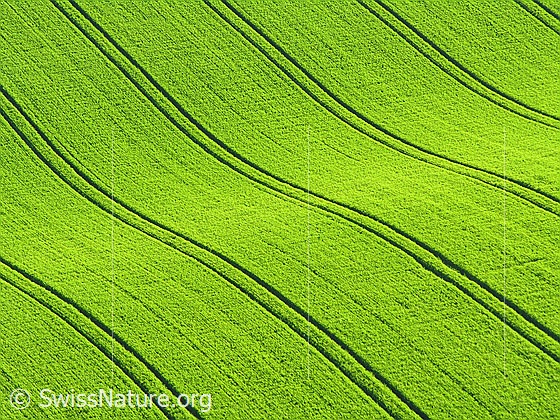 Foto: Bodenwelle in Getreidefeld. In der Grünfläche sind regelmässige Linien zu sehen.