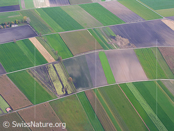 Foto: Kulturfläche im Wauwilermoos. Tiefblick auf die schön angeordneten Felder und Äcker in den verschiedenen Grün- und Brauntönen. In regelmässigen Abständen verlaufen Flurwege durch das Landwirtschaftsgebiet.