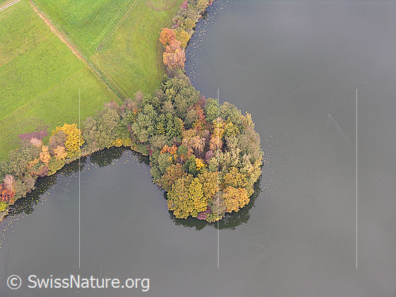 Foto: Bewaldete Halbinsel und Ufer des Mauensee mit Laubwald in den Herbstfarben.