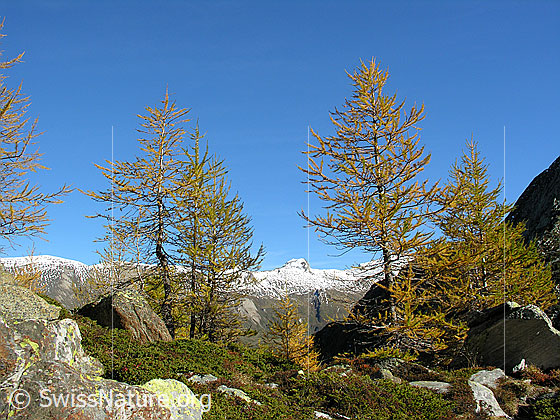 Foto: Herbstlich gefärbte Lärchen am Mässersee. Im Hintergrund ist das Holzjihorn zu sehen.