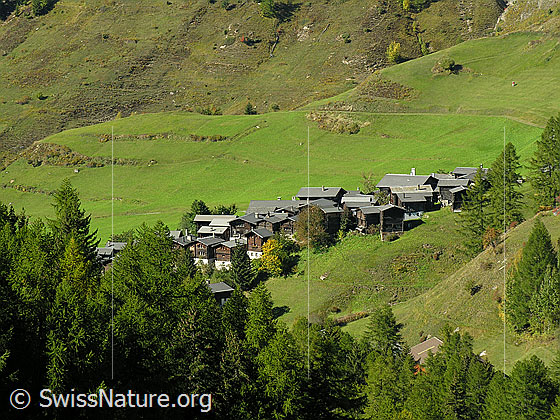 Foto: Bergdorf Imfeld, Binntal, mit Alpweiden in sattem Grün und Lärchenwald im Vordergrund.