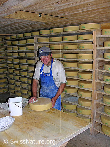 Foto: Älpler beim Käsesalzen in Alpkäserei. Die Lagergestelle des Käsespeichers sind mit Käselaiben gefüllt.