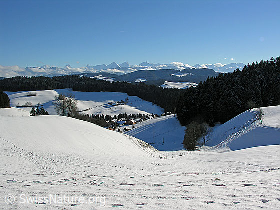 Foto: Schneebedeckte Emmentaler Hügellandschaft mit Weiler, bewaldeten Hügelzügen und Berner Alpen.