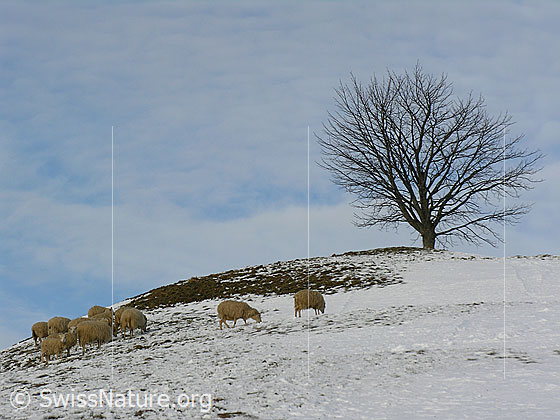 Foto: Weidende Schafe an einem teilweise schneebedeckten Emmentaler Hügel. Zuoberst steht ein Baum.