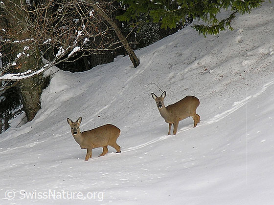Foto: Zwei Rehe am Waldrand in schneebedeckter Winterlandschaft.
Lat.: Capreolus Capreolus
Familie: Cervidae