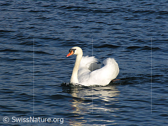 Foto: Stolzer Schwan (Cygnus olor). Ein Höckerschwan von leichten Wellen umgeben schwimmt elegant im Thunersee. Diese Aufnahme ist ein Symbol für Eleganz.
Lat.: Cygnus olor
Familie: Anatidae (Entenvögel)