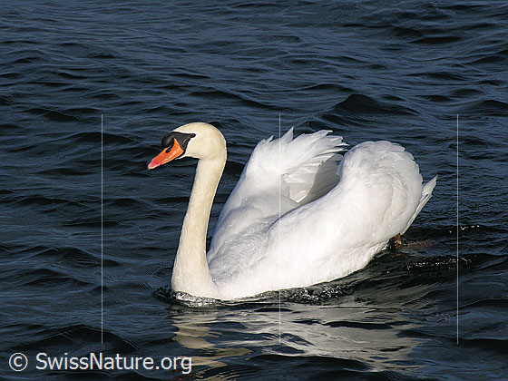 Foto: Stolzer Höckerschwan (Cygnus olor) von leichten Wellen umgeben schwimmt elegant im Thunersee. Diese Aufnahme ist ein Symbol für Eleganz.
Lat.: Cygnus olor
Familie: Anatidae (Entenvögel)