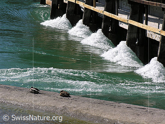 Foto: Wasserwehr in Thun, durch welches die Aare aus dem Thunersee fliesst (Ausschnitt). Das Wasser staut sich schäumend an den Pfeilern. Im Vordergrund sind zwei schlafende Enten zu sehen. Dieser Anblick ist ein Symbol für Vertrauen und Gelassenheit.