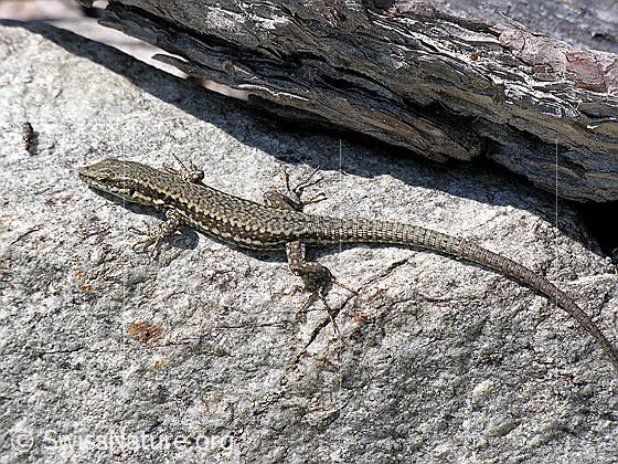 Foto: Mauereidechse (Podarcis muralis) auf Fels.
Lat.: Podarcis muralis
Familie: Lacertidae (Echte Eidechsen)
Unterfamilie: Lacertinae
Gattung: Podarcis (Mauereidechsen)