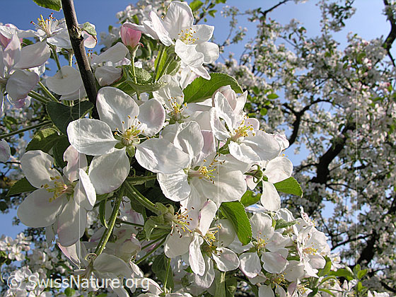 Foto: Blüten des Apfelbaums.
Lat.: Malus domestica
Fam. Rosaceae