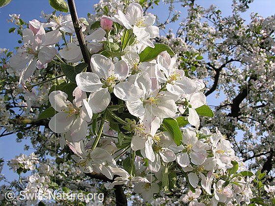 Foto: Blüten des Apfelbaums.
Lat.: Malus domestica
Fam. Rosaceae