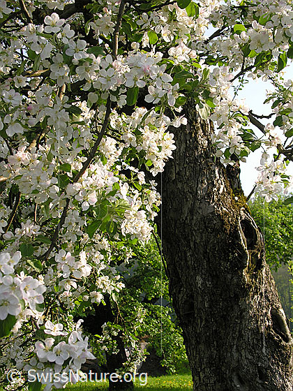 Foto: Stamm und Blüten eines blühenden Apfelbaums.