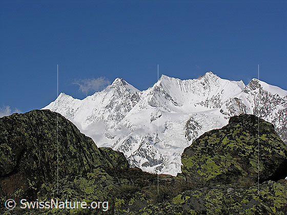 Foto: Täschhorn, Dom, Lenzspitze, Nadelhorn, Stecknadelhorn und Ulrichshorn von E.
Im Vordergund: Felsblöcke, welche z.T. von grünen Flechten bedeckt sind.