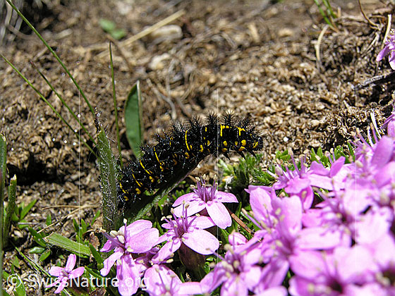 Foto: Raupe des Veilchen-Scheckenfalters (Hypodryas cynthia) auf behaartem Blatt. Davor Blüten der Kalk-Polsternelke.
Umgebung: Trockenrasen, ca. 2700m ü.M.

Veilchen-Scheckenfalter
Lat.: Hypodryas cynthia  
Familie: Nymphalidae (Edelfalter) 
Unterfamilie: Nymphalinae (Fleckenfalter) 

Kalk-Polsternelke
Lat.: Silene acaulis 
Familie: Caryophyllaceae (Nelkengewächse)