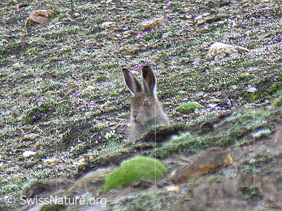 Foto: Schneehase (Lepus timidus) in natürlicher Umgebung. 
Umgebung: Schutthalde mit wenig Bewuchs. Höhe: ca. 2900m ü.M.
Lat.: Lepus timidus
Familie: Leporidae (Hasen)
Gattung: Lepus (Echte Hasen)