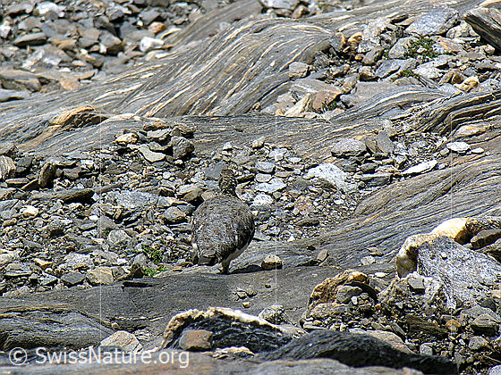 Foto: Alpenschneehuhn im Sommerkleid in natürlicher Umgebung. 
Lat.: Lagopus mutus
Familie: Hühnervögel