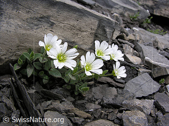 Breitblättriges Hornkraut (Cerastium latifolium)