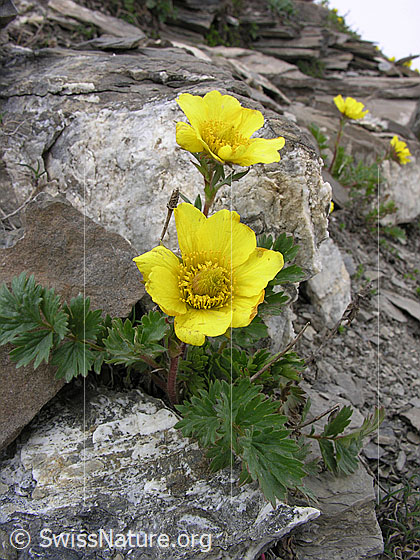 Foto: Kriechende Berg-Nelkenwurz
Lat.: Geum reptans
Familie: Rosaceae (Rosengewächse)