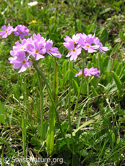 Foto: Mehl-Primel
Lat.: Primula farinosa
Familie: Primulaceae