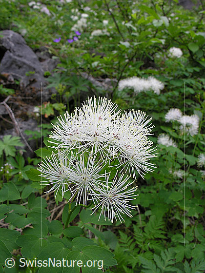 Foto: Akeleiblättrige Wiesenraute
Lat.: Thalictrum aquilegiifolium
Familie: Ranunculaceae