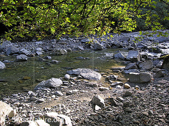 Foto: Morgenstimmung am Oberlauf der Emme. 
Klares Wasser fliesst in Bachbett, in welchem grössere Felsblöcke liegen. Im oberen Bildteil Laub eines Baumes im Gegenlicht.