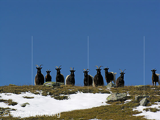 Foto: Walliser Schwarzhalsziegen