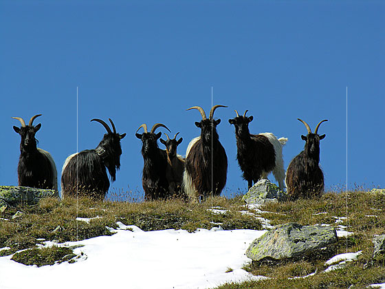 Foto: Walliser Schwarzhalsziegen