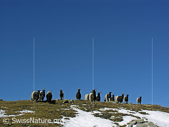 Foto: Walliser Schwarzhalsziegen