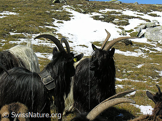 Foto: Walliser Schwarzhalsziegen