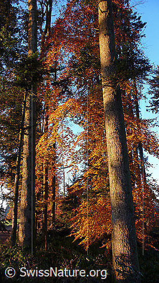 Foto: Herbstfarben im Wald mit Steiflicht auf Tannen und Laubbäumen.