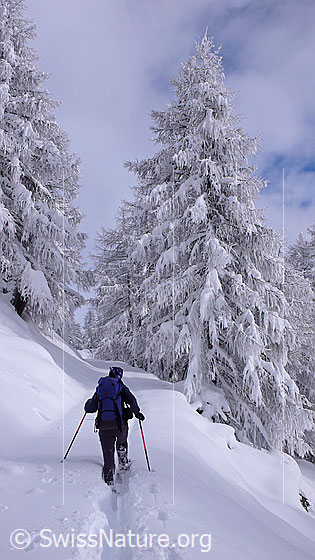Foto: Schneeschuhläuferin unterwegs in verschneiter Landschaft mit Lärchenwald. Die Schneeschuhe hinterlassen eine tiefe Spur im Schnee.
