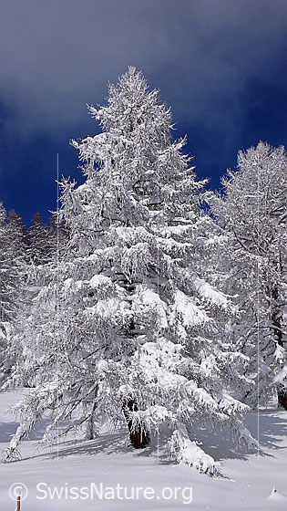 Foto: Frisch verschneite Lärche in sonniger Winterlandschaft.