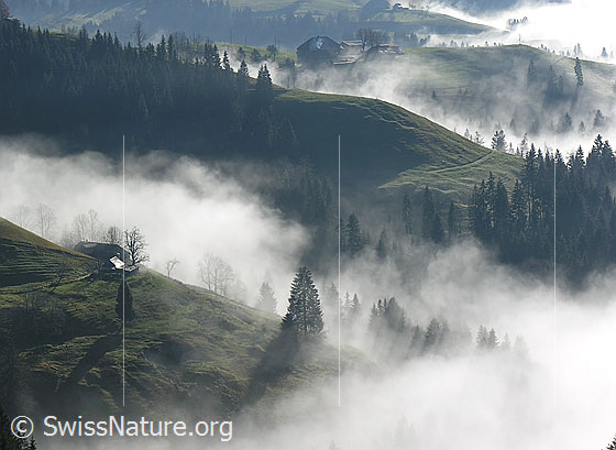 Foto: Nebelmeer in Emmentaler Gräben. Nebelschwaden ziehen über die tiefer gelegenen Geländerücken.