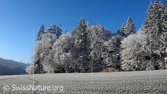 Foto: Waldrand eines Winterwaldes in der Raureiflandschaft.