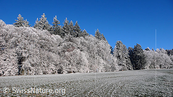 Foto: Waldrand eines Winterwaldes in der Raureiflandschaft.