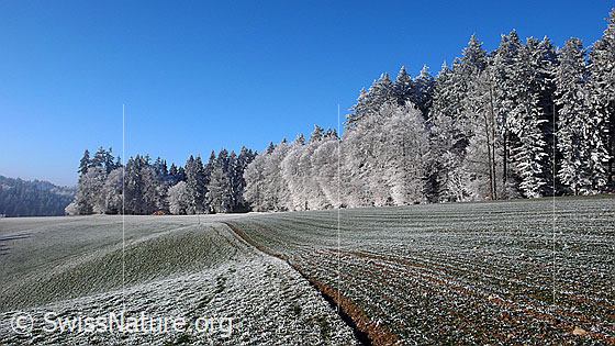 Foto: Raureiflandschaft mit Wiesland, Acker und Waldrand.