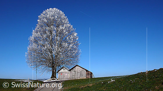 Foto: Linde mit Raureif. Eine Strasse führt auf die Anhöhe mit dem mächtigen Baum und den Geräteschuppen zu.