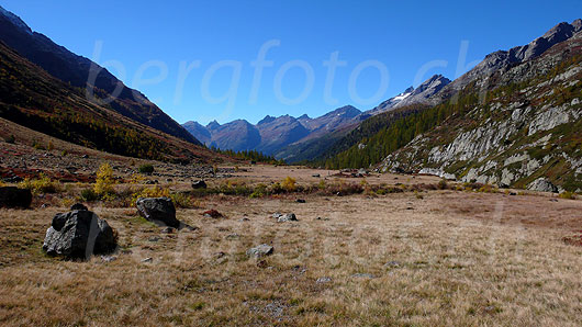 Foto: Im Hochmoor Grund. Die Hochebene zeigt sich in den schönsten Herbstfarben. Im Vordergrund sind Felsblöcke und Sträucher zu sehen. Im Hintergrund Lärchenwälder des Lötschentals und Bergkette mit Niwen, Faldumrothorn, Loicherspitza, Restirothorn, Mauerhorn, Ferdenrothorn, Hockenhorn und Tennbachhorn.